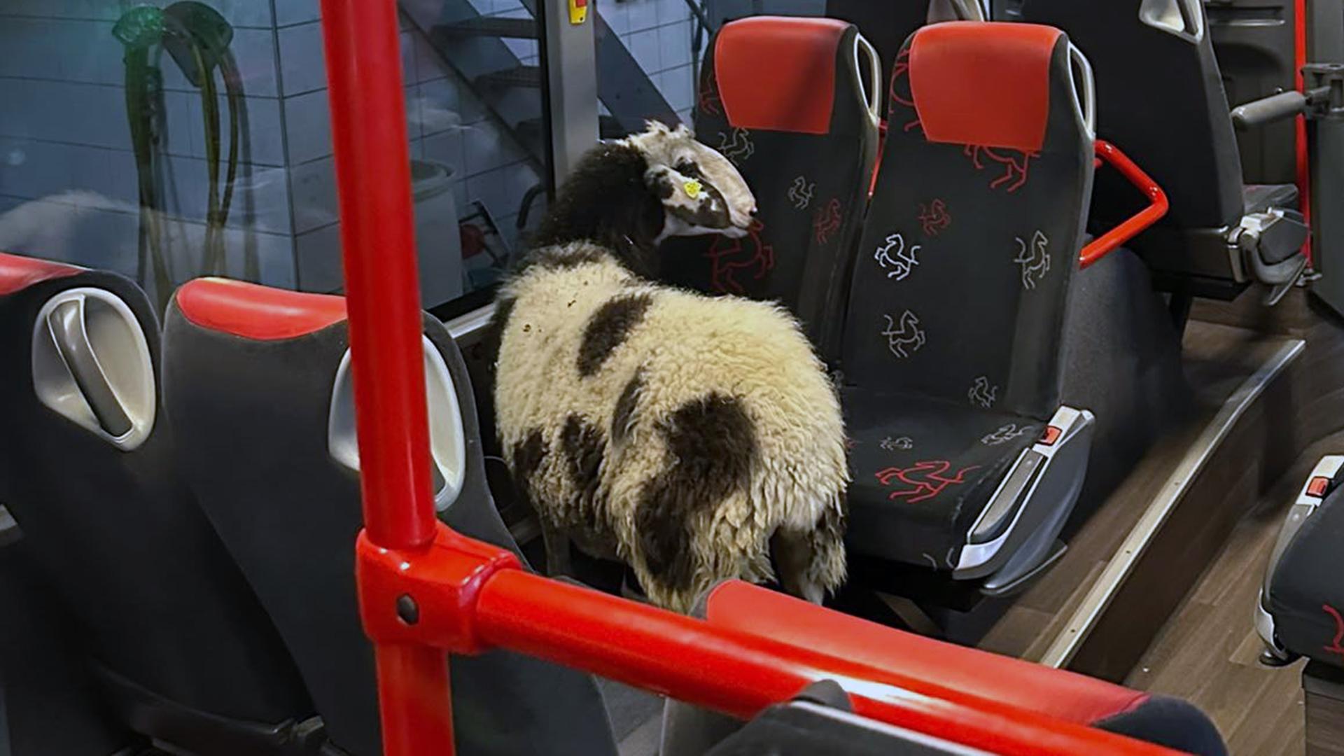Ausgebüxtes Schaf nimmt in Lüdinghausen den Bus