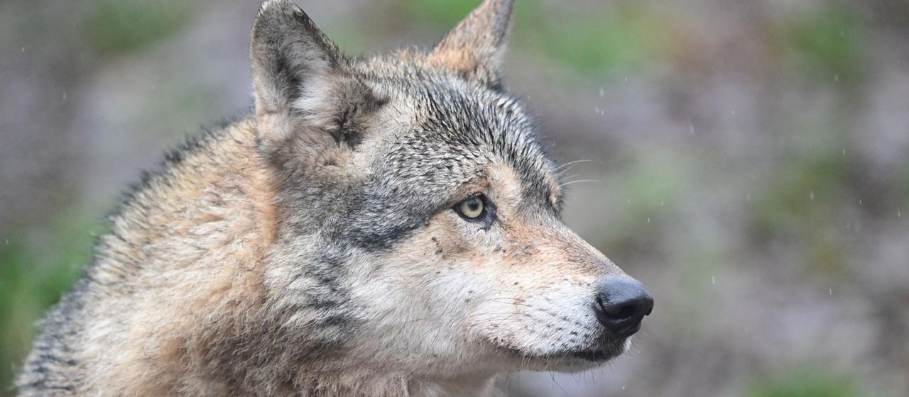 Ein Wolf ist in einem Gehege zu sehen. (Archivbild: 12.02.2026)