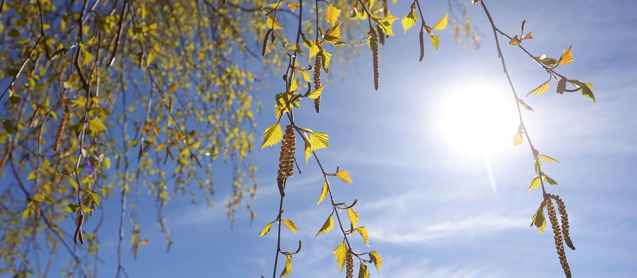 Pollensaison wird länger und stärker