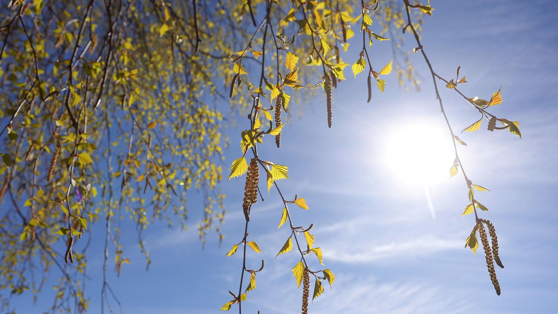 Birkenpollen hängen an einer Birke bei blauem Himmel und Sonnenschein. | Karl-Josef Hildenbrand/dpa