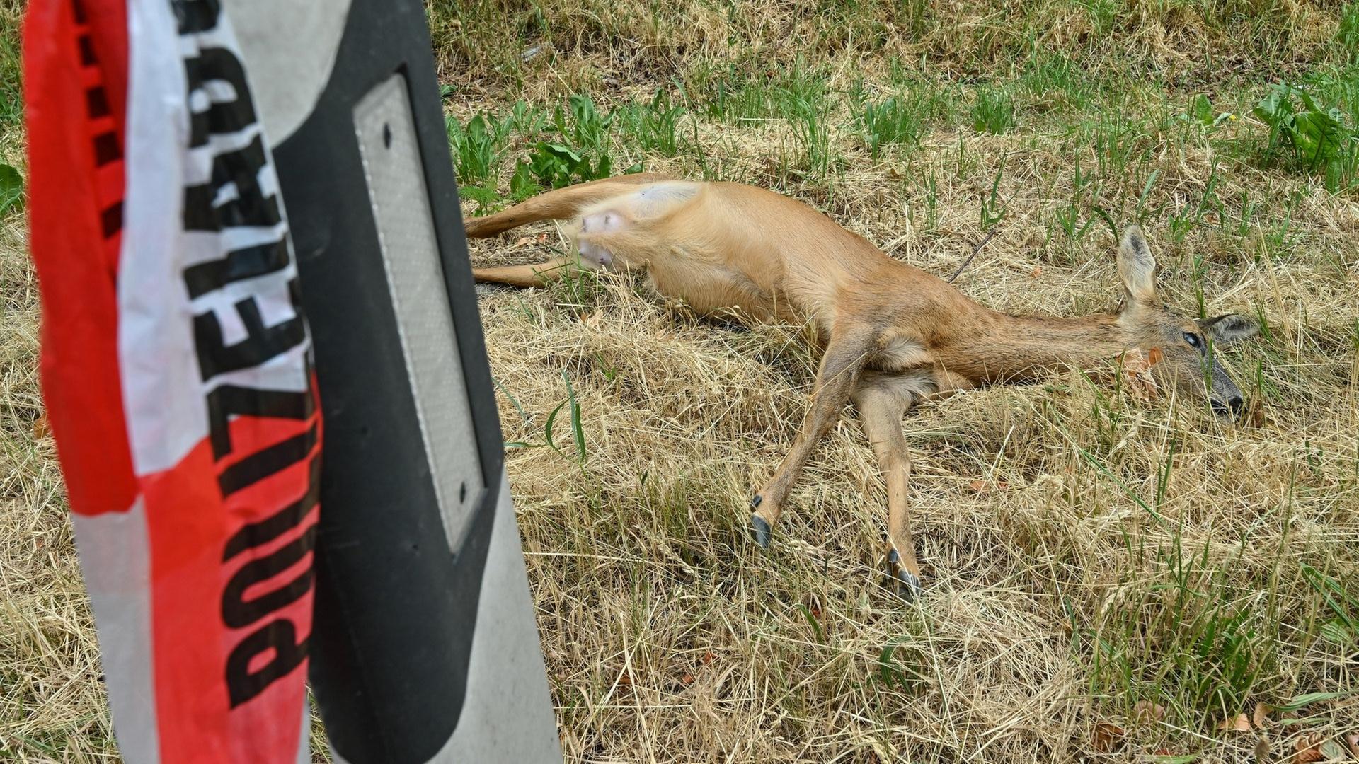 Überfahrene Rehe als Hundefutter - Jäger können tote Tiere ins Tierheim Reutlingen bringen