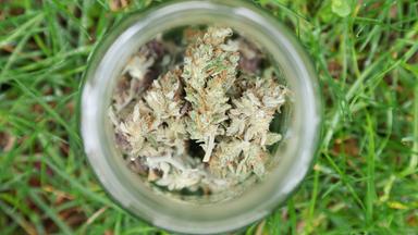 Getrocknete Cannabis-Blüten liegen in einem Glas.