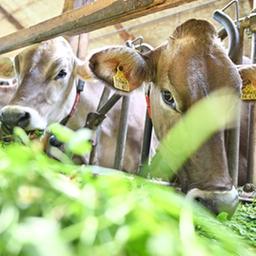 Mehrere Kühe stehen im Stall.