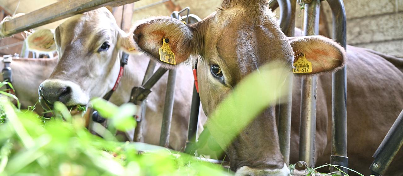 Mehrere Kühe stehen im Stall.