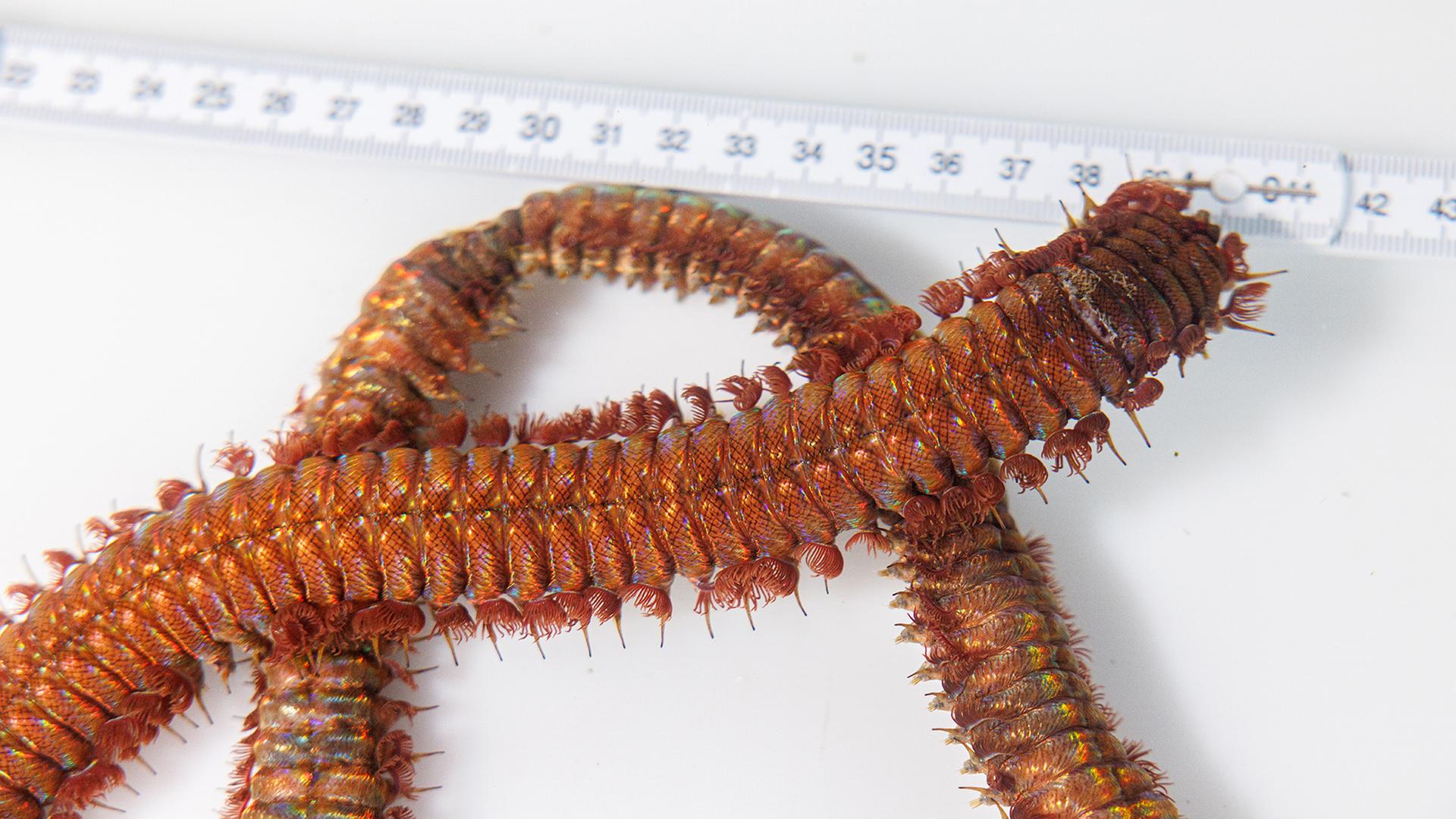 Ein Borstenwumstück liegt vor einem Maßband. | Mathias Vielsäcker, Naturkundemuseum  Karlsruhe