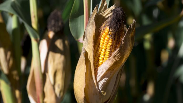 Ein Maiskolben