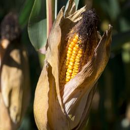Ein Maiskolben