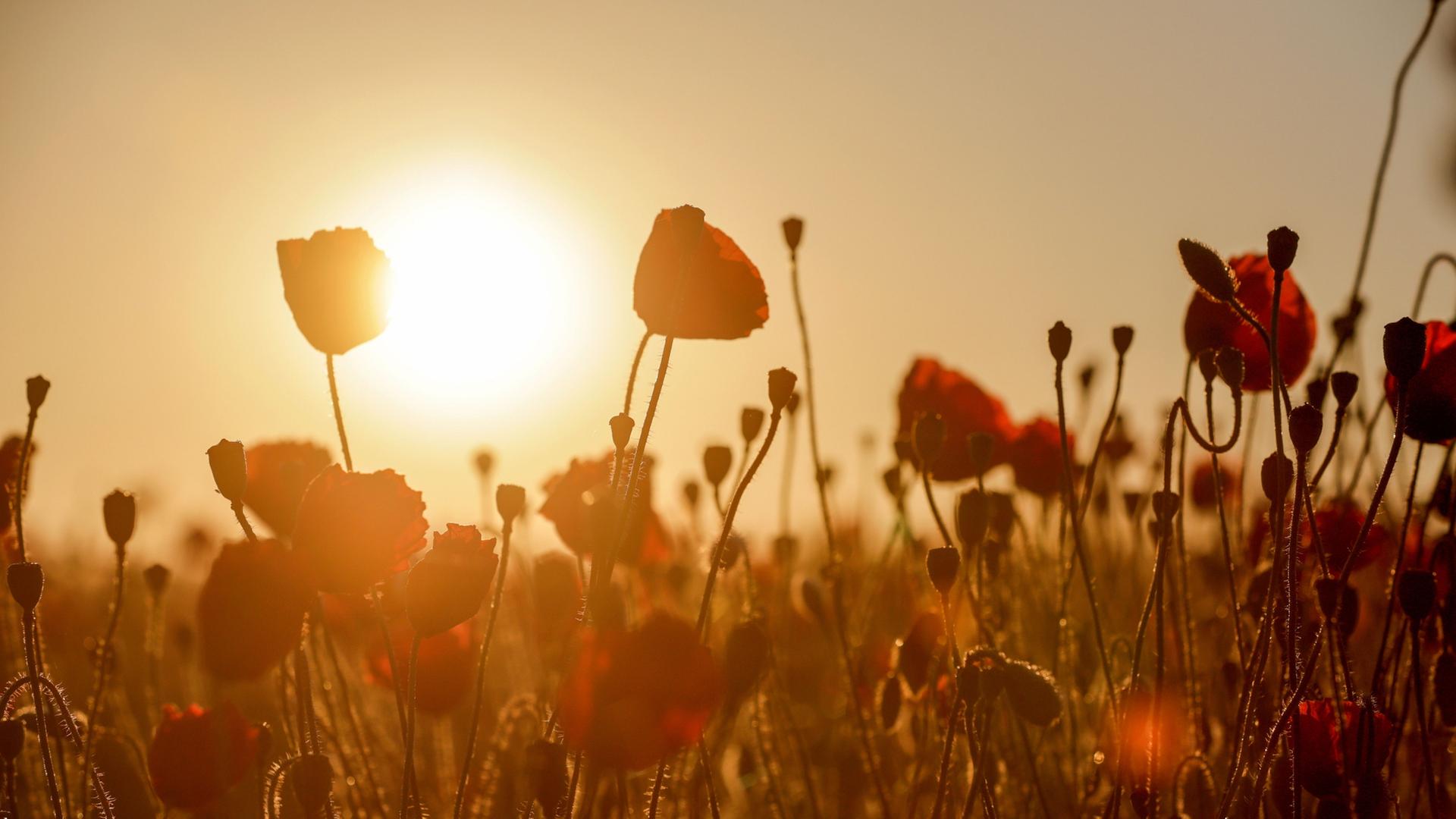 Hinter einem Feld mit Mohnblumen geht am Morgen die Sonne auf. | Thomas Warnack/dpa