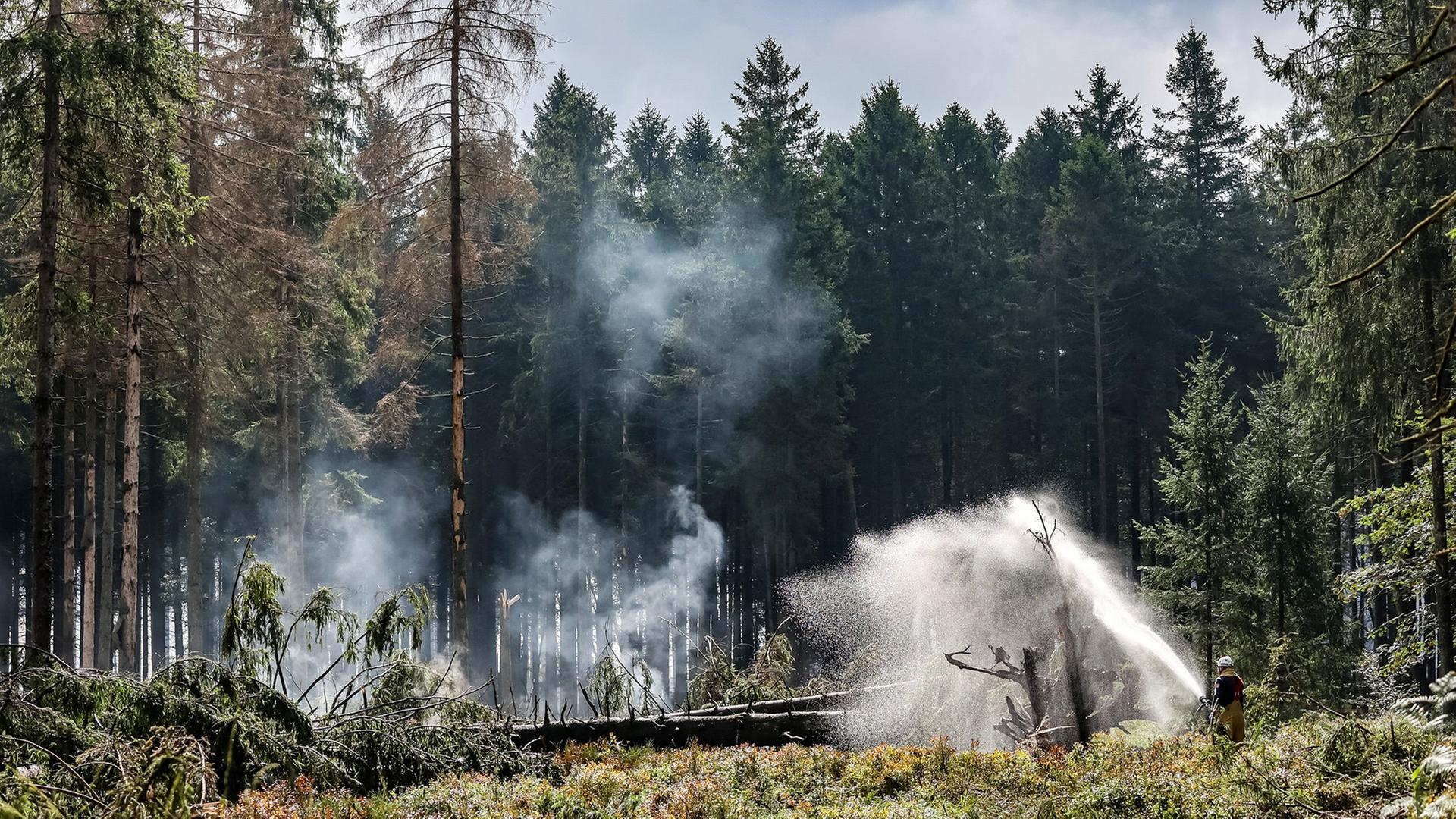 Feuerwehrleute befeuchten den Boden an Brandstellen im Naturschutzgebiet Hohes Venn | Julien Warnand//dpa