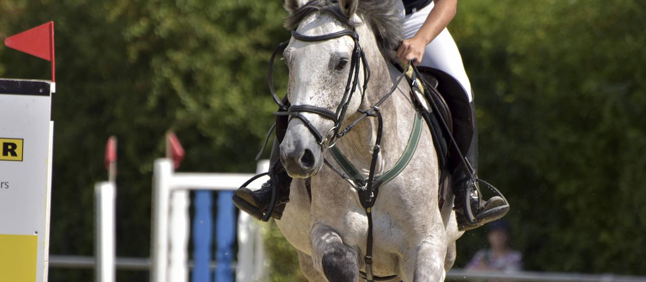 Ein Pferd wird über einen Hindernisparcours geritten.