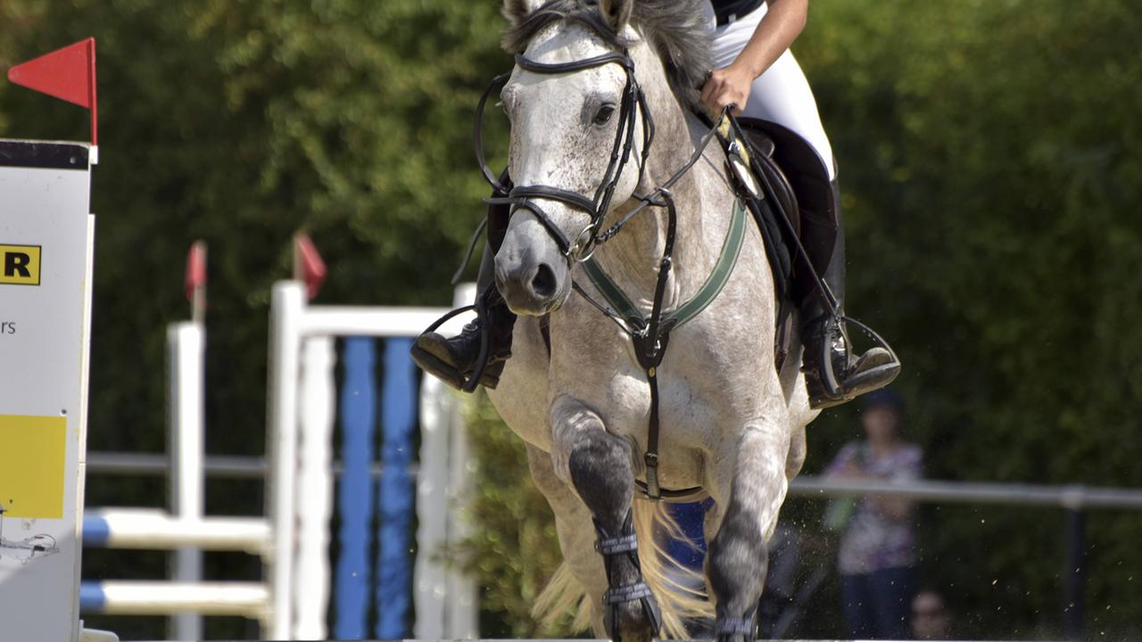 reiten-wie-pferde-im-breitensport-leiden