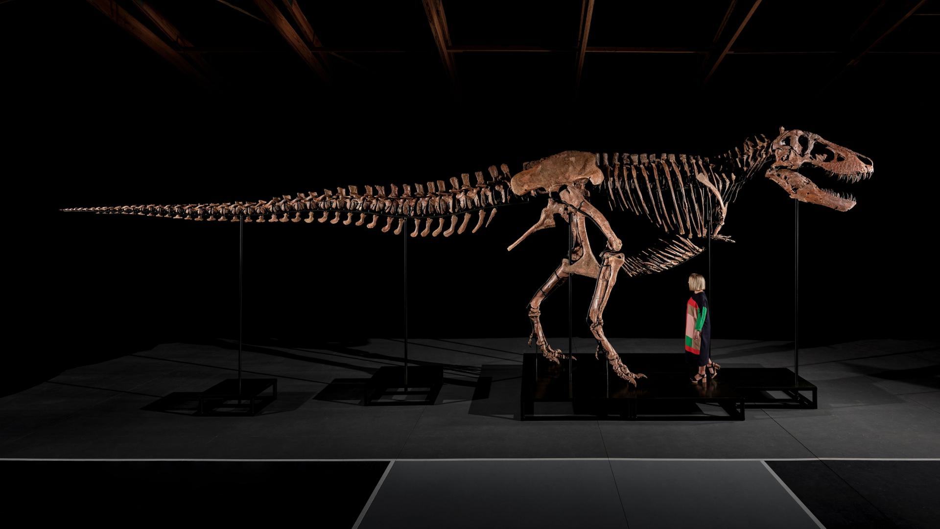 Das Skelett eines T-Rex. | Matthew Sherman/Sotheby's/dpa