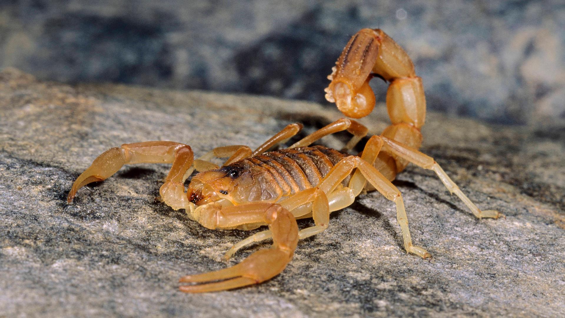 Skorpion in der Jacke sticht Kos-Urlauberin