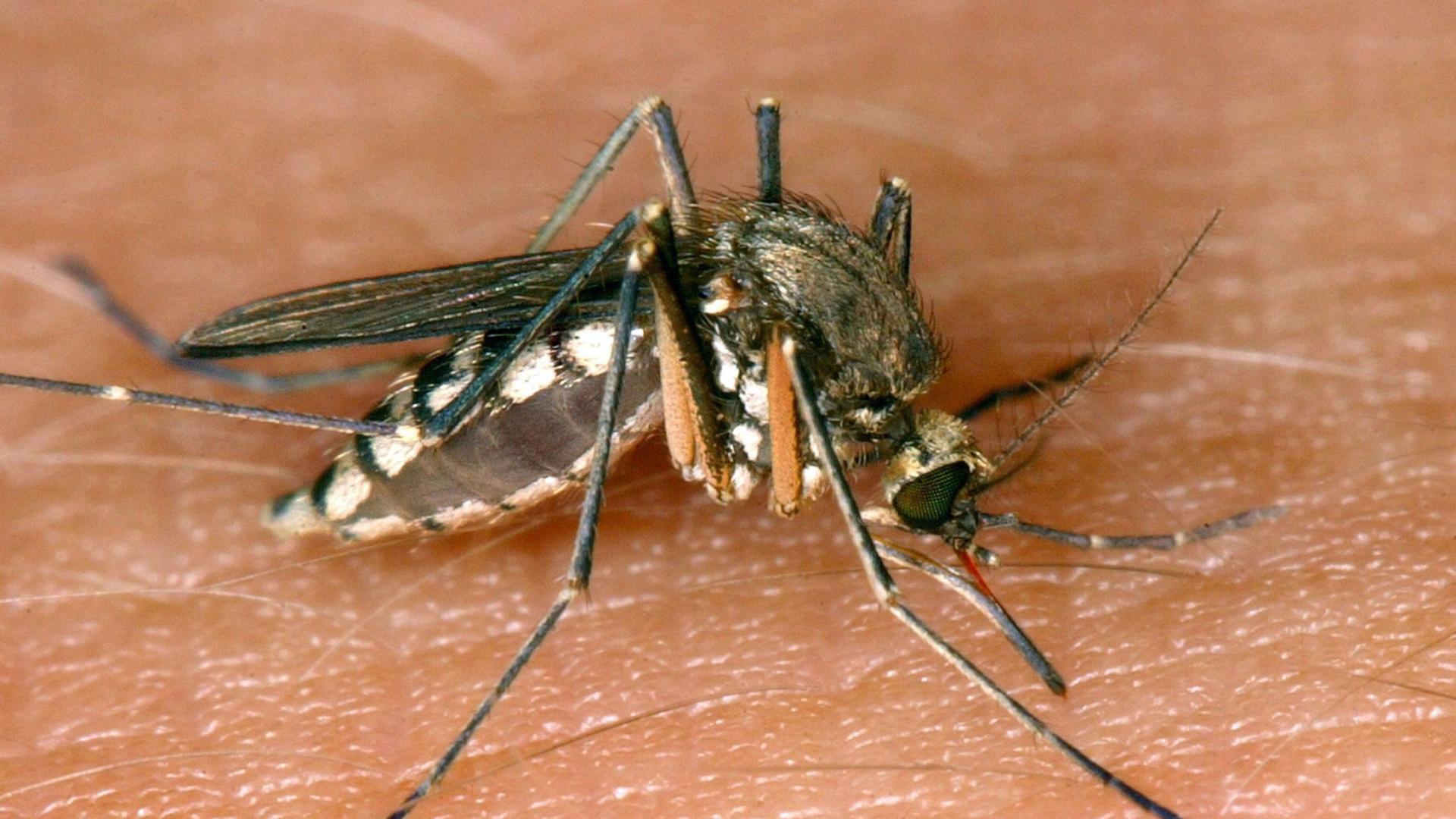 Eine Mücke saugt Blut aus der Haut. | Andreas Lander/dpa-Zentralbild/d
