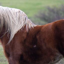 Ein Pferd steht auf einer Koppel.