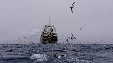 Vögel fliegen um ein Fischerboot auf dem Meer.