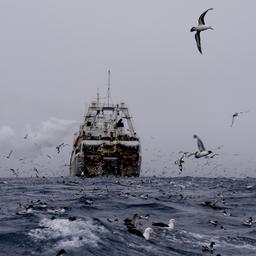 Vögel fliegen um ein Fischerboot auf dem Meer.
