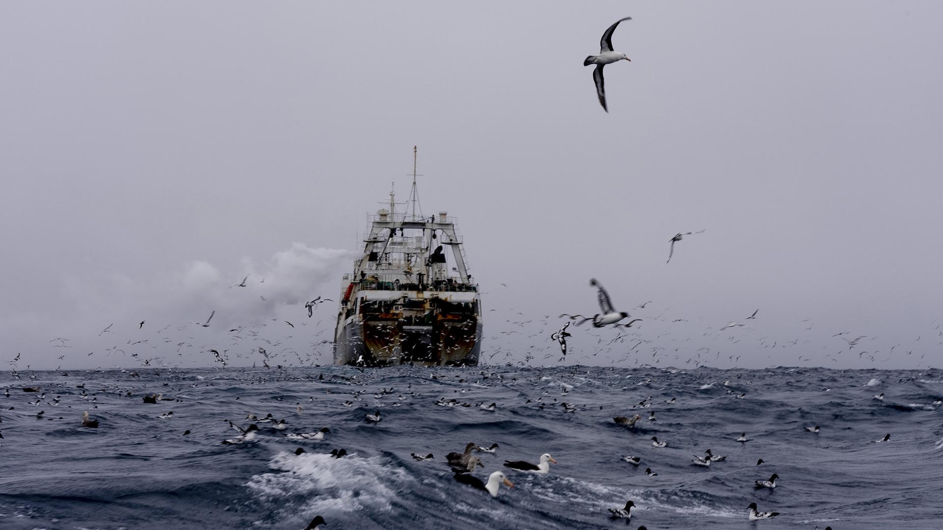Vögel fliegen um ein Fischerboot auf dem Meer. | AP