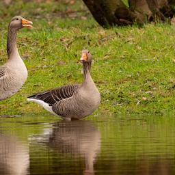 Zwei Graugänse (Anser anser) steht an einer Wasserlache auf einer Wiese im Britzer Garten. (Quelle: dpa/Wolfram Steinberg)