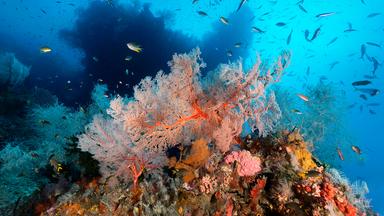 Lebendiges Korallenriff