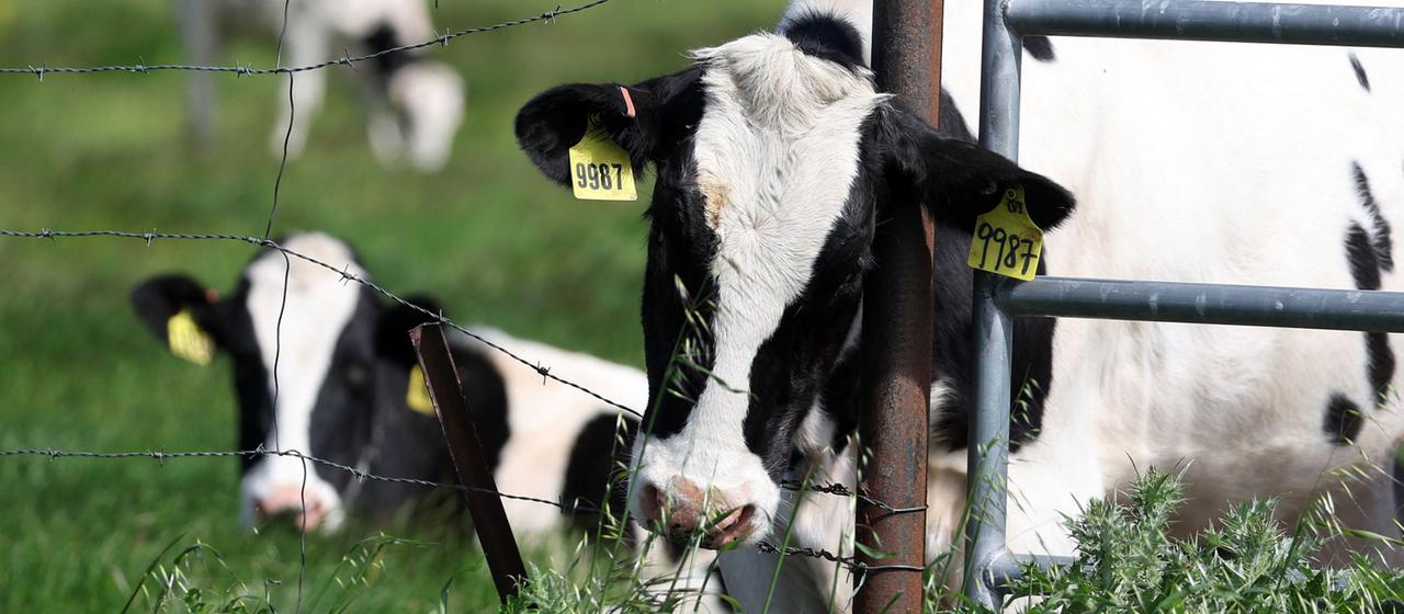 Kühe grasen auf einer Farm in Kalifornien