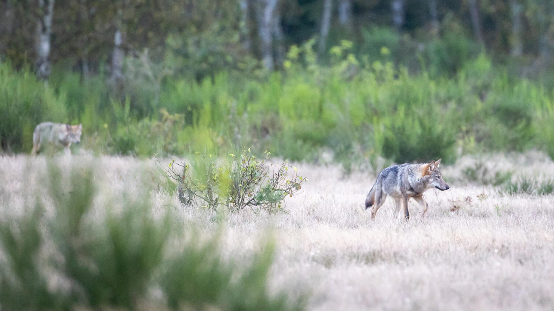 Wolf von Kleintransporter angefahren und getötet