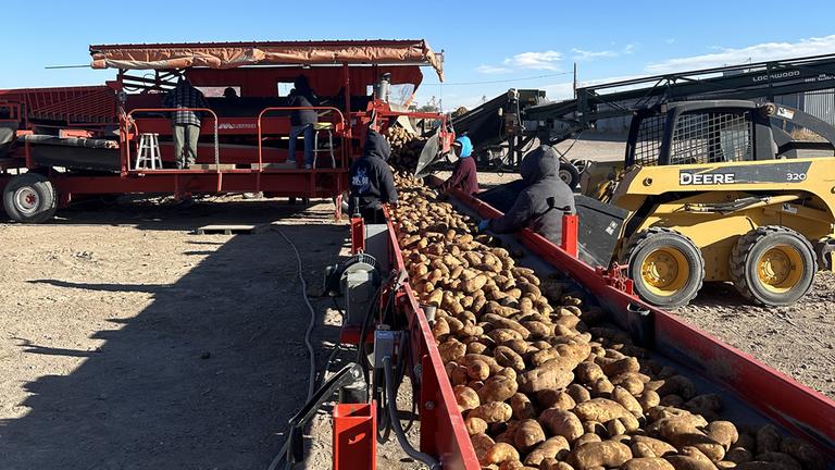 Kartoffelernte