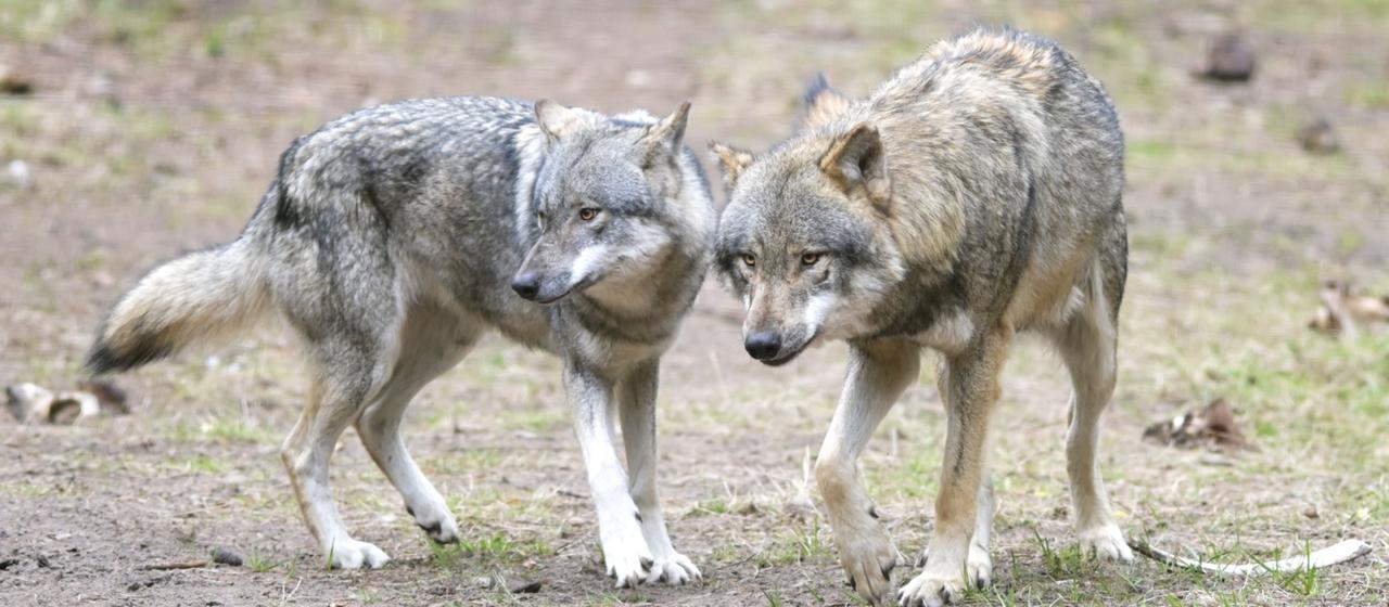 Zwei Wölfe