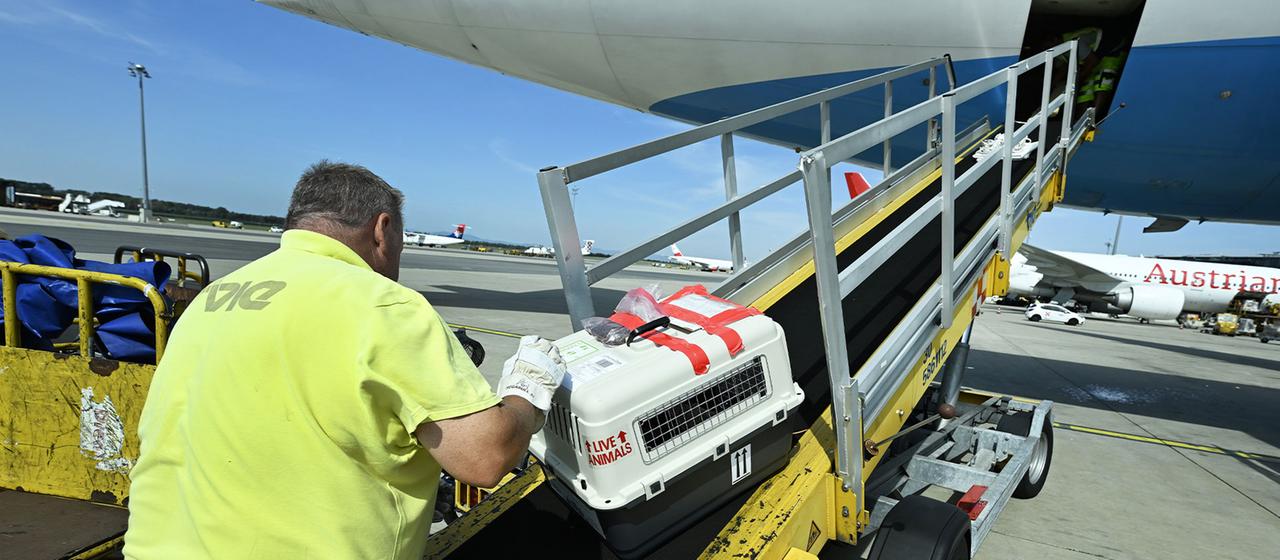 Ein Tier wird in den Frachtraum eines Flugzeuges geladen.