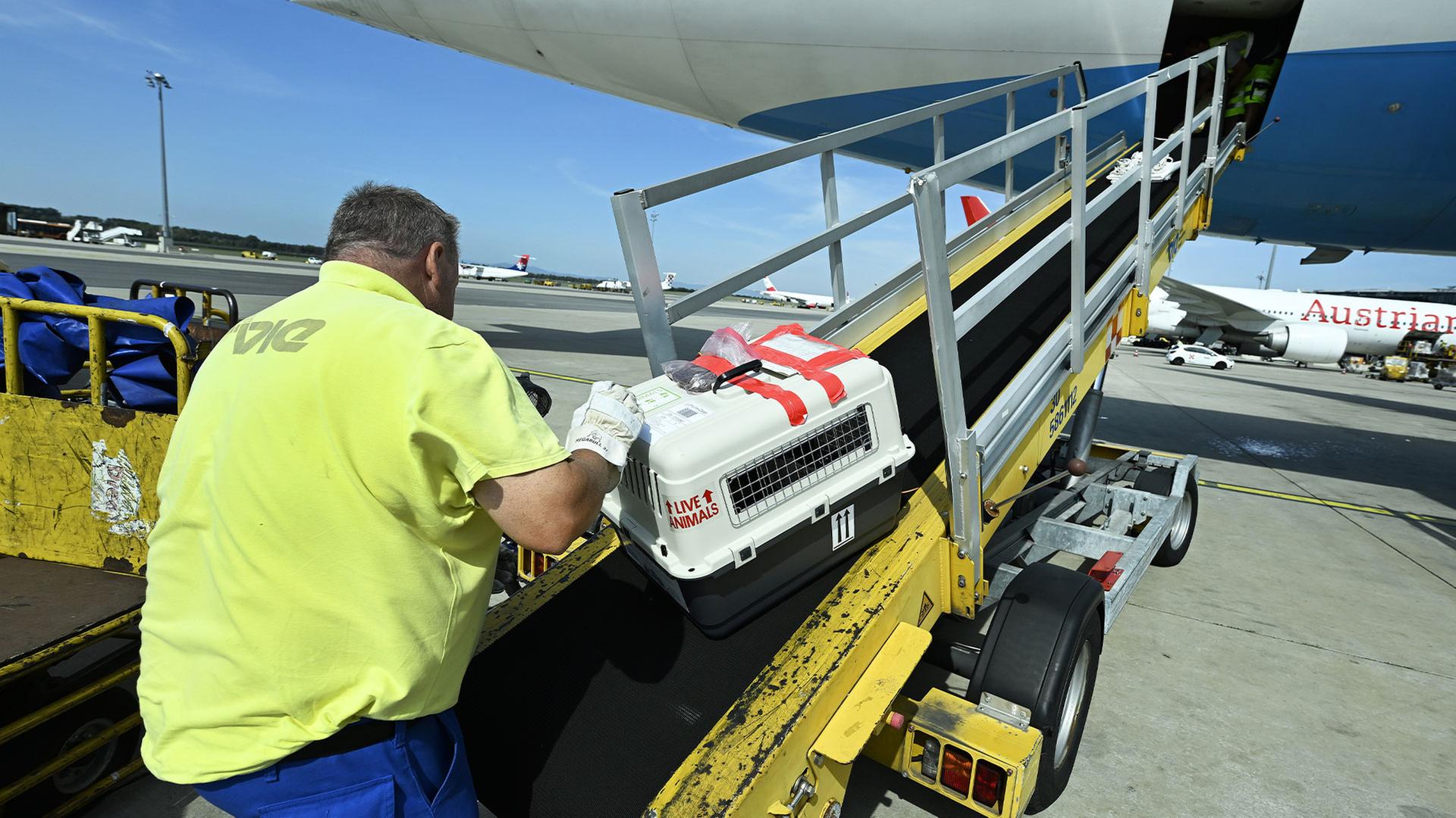 Ein Tier wird in den Frachtraum eines Flugzeuges geladen. | picture alliance / ROBERT JAEGER