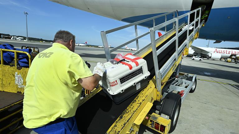 Ein Tier wird in den Frachtraum eines Flugzeuges geladen.