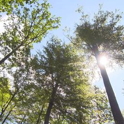 Die Sonne scheint durch Baumkronen im Wald.