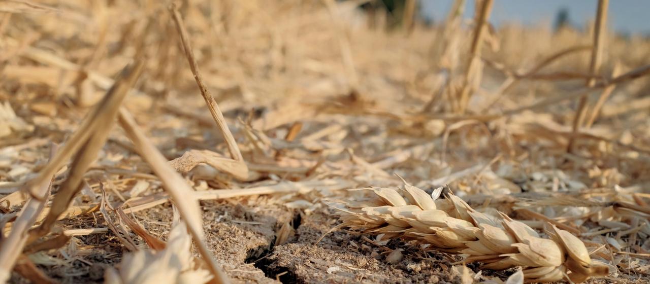 Ein Riss geht durch die vertrocknete Erde eines Weizenfeldes.