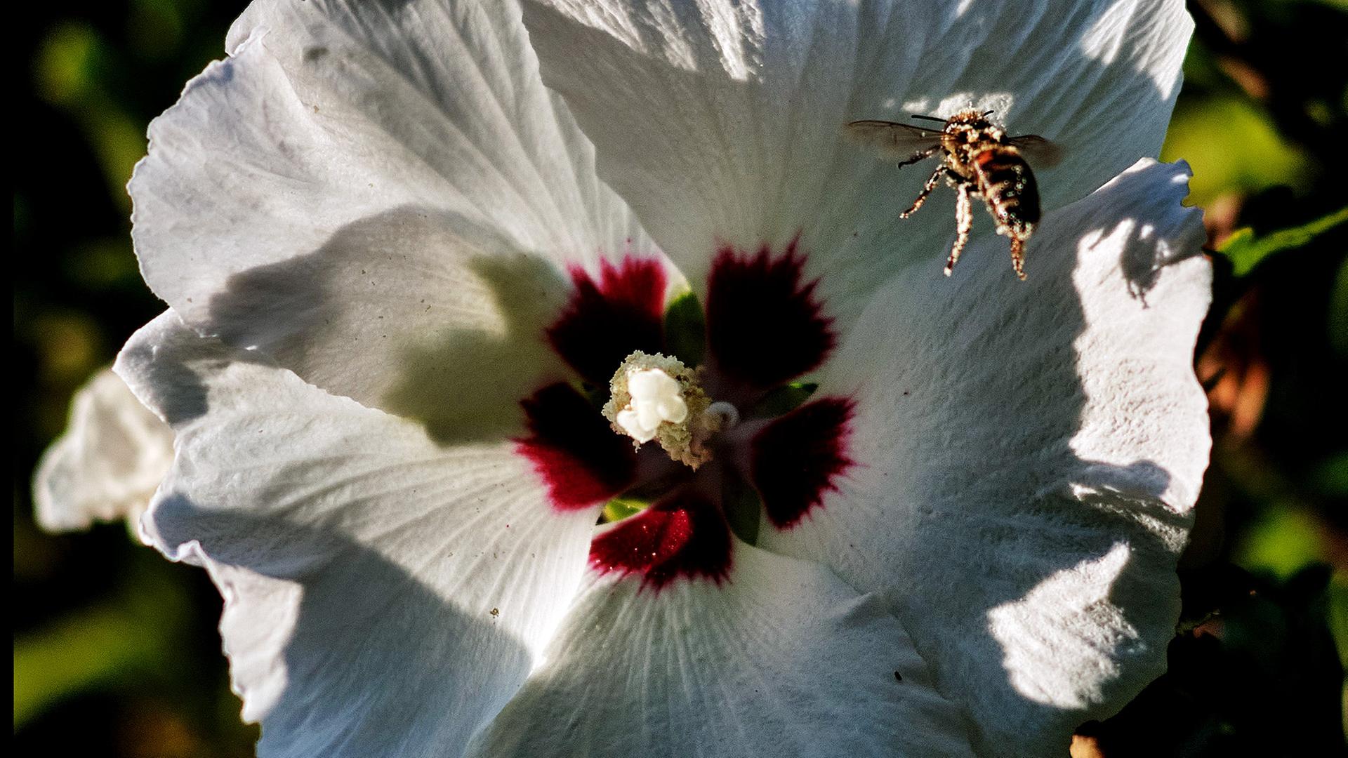 Eine Biene fliegt eine weiÃe BlÃ¼te an | Stefan Jaitner/dpa