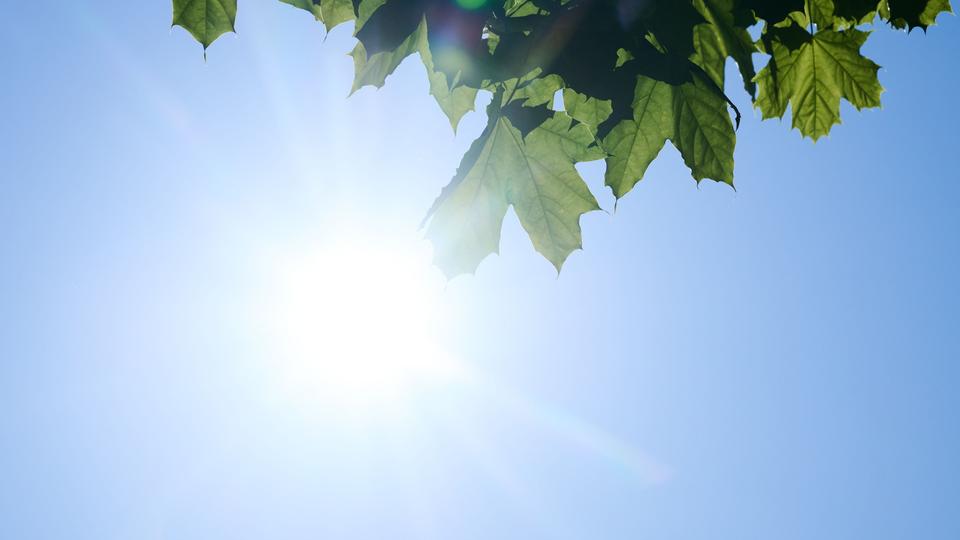 Die Sonne scheint durch Ahornblätter in Berlin.