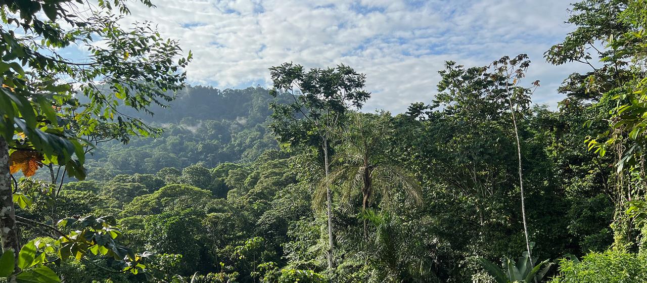 Tropischer Regenwald