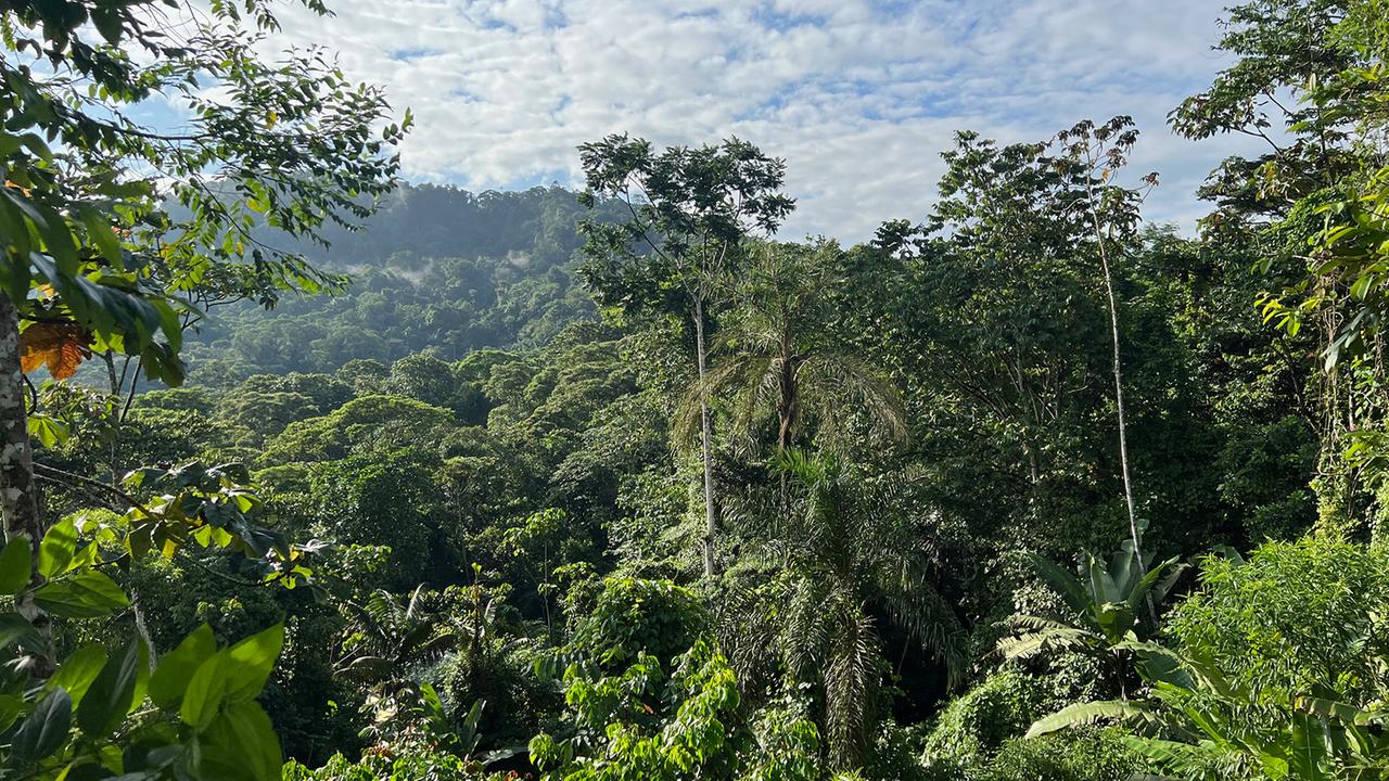 Natürliche Erholung tropischer Wälder braucht Jahrzehnte
