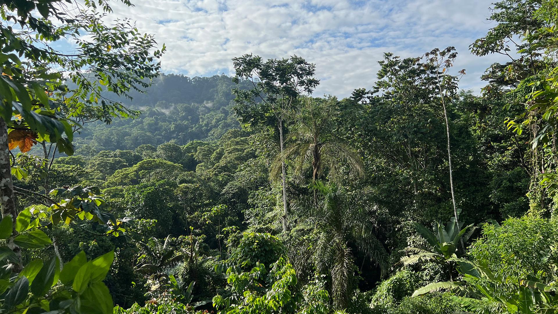 Natürliche Erholung tropischer Wälder braucht Jahrzehnte Natürliche Erholung tropischer Wälder braucht Jahrzehnte