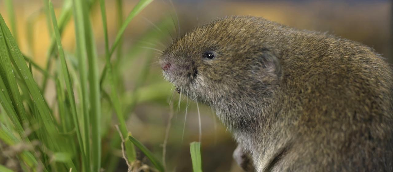 Bayerische Kurzohrmaus