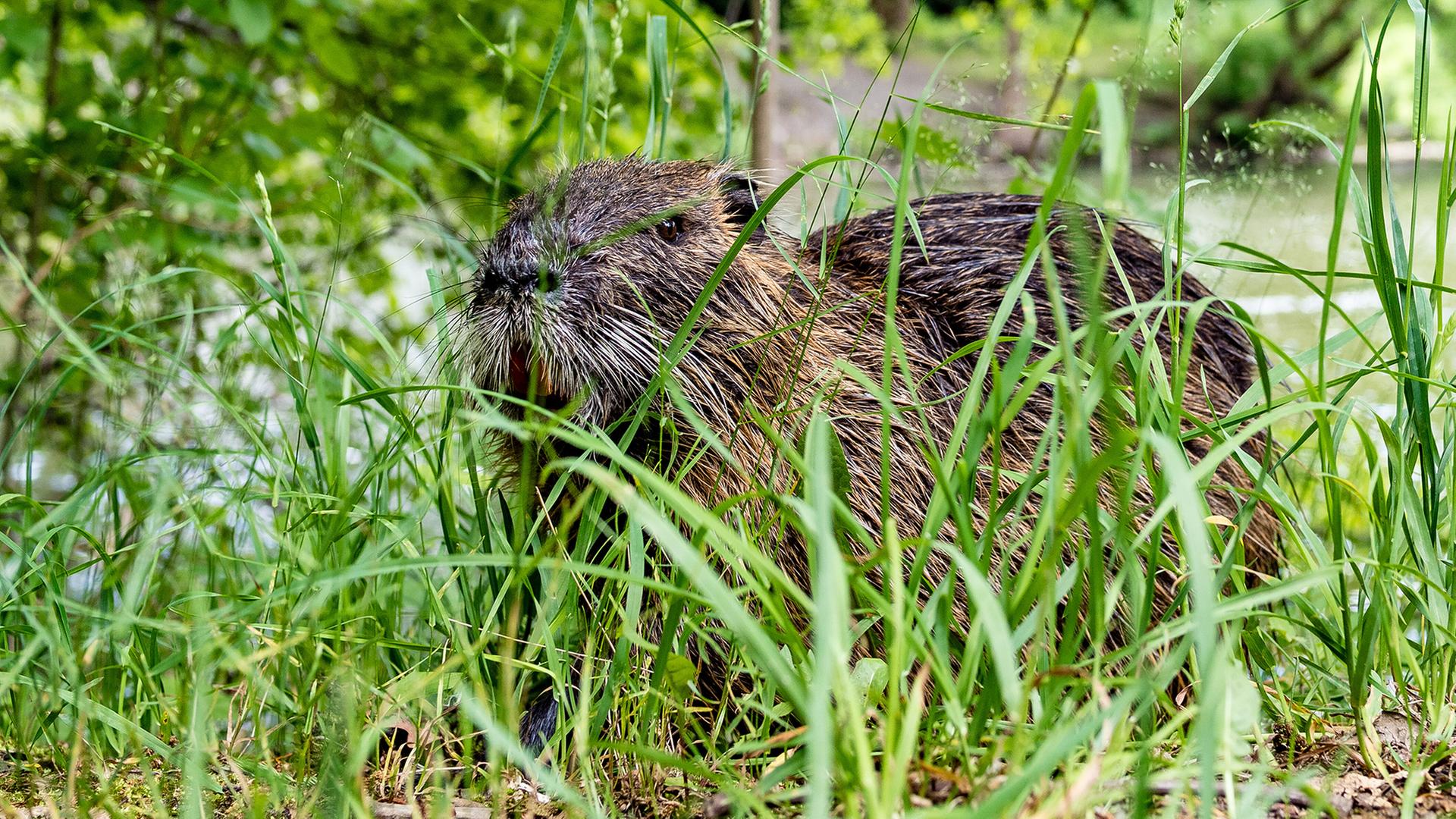 Eine Nutria (Myocastor coypus) sitzt am Ufer der Spree. | dpa