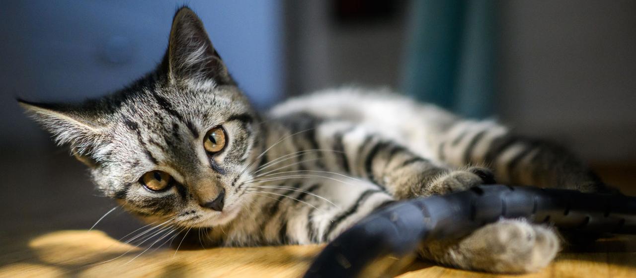 Ein junge Katze spielt in einer Wohnung. 