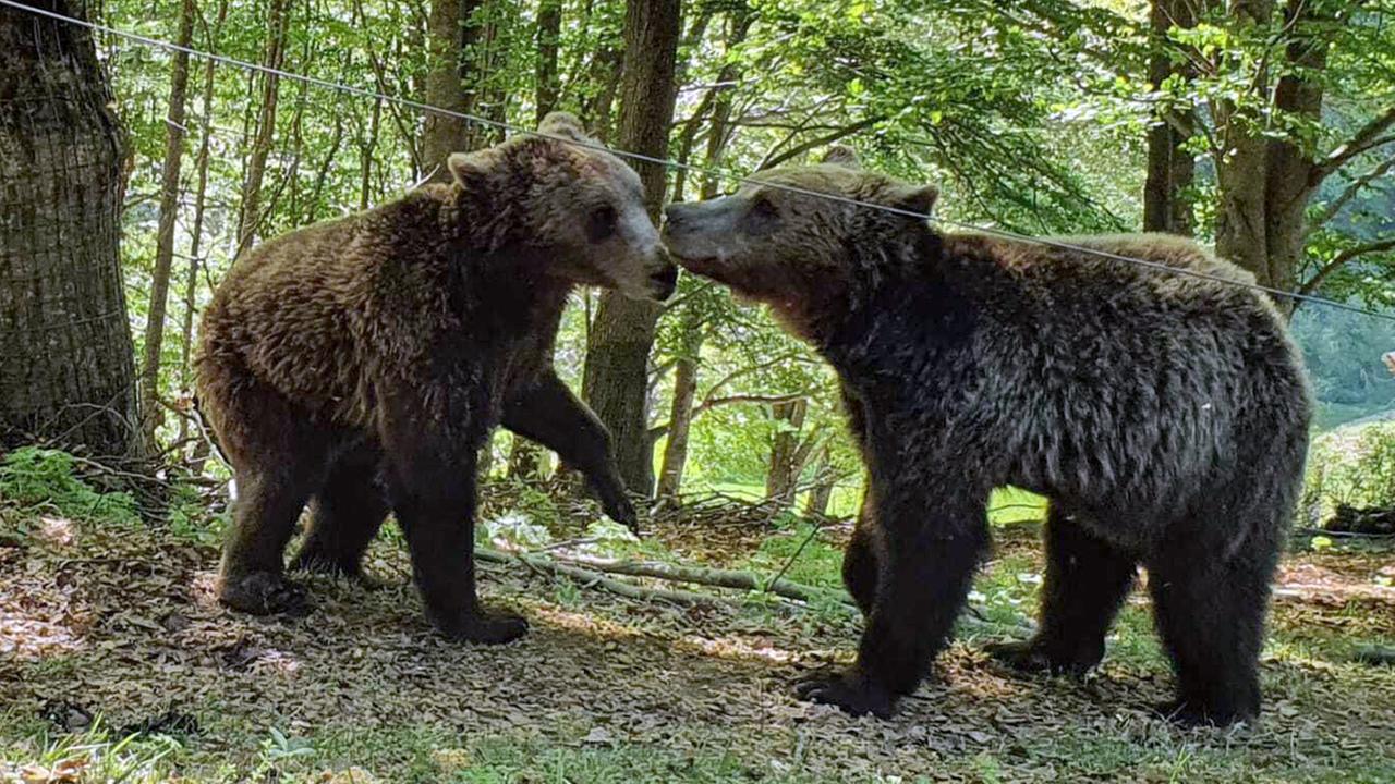 Welttierschutzbund-k-mpft-seit-75-Jahren-f-r-Tiere