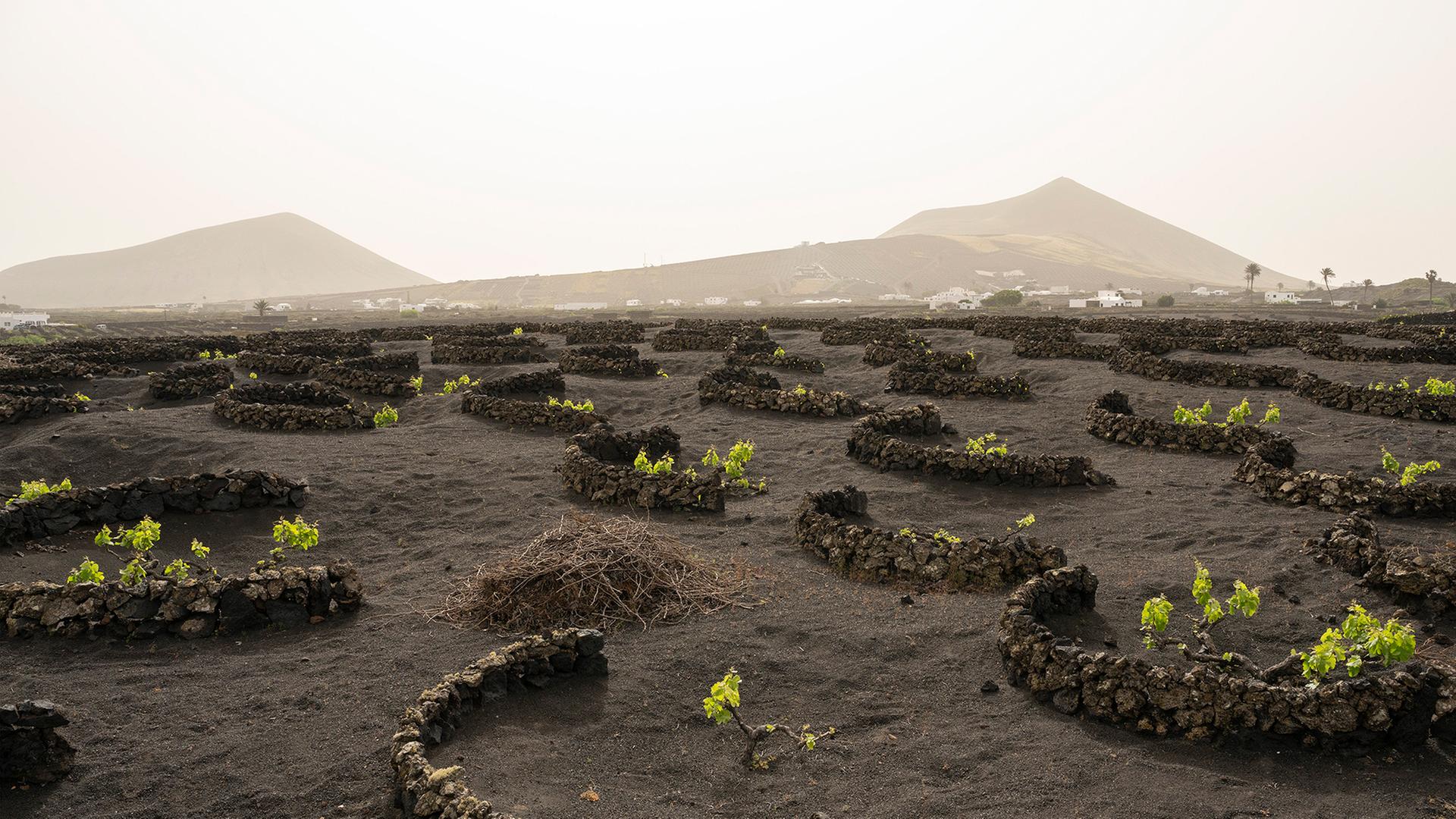 Blick auf verhangene Weinreben in Masdache, Lanzarote. | EPA