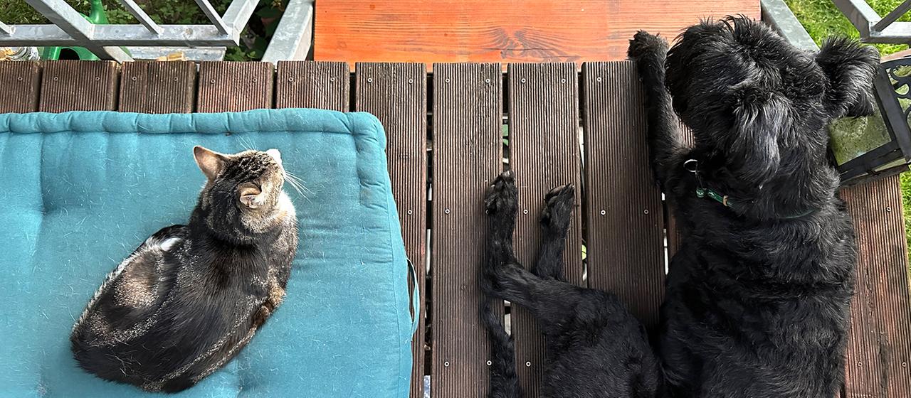 Eine Katze und ein Hund liegen zusammen auf einer Terrasse.