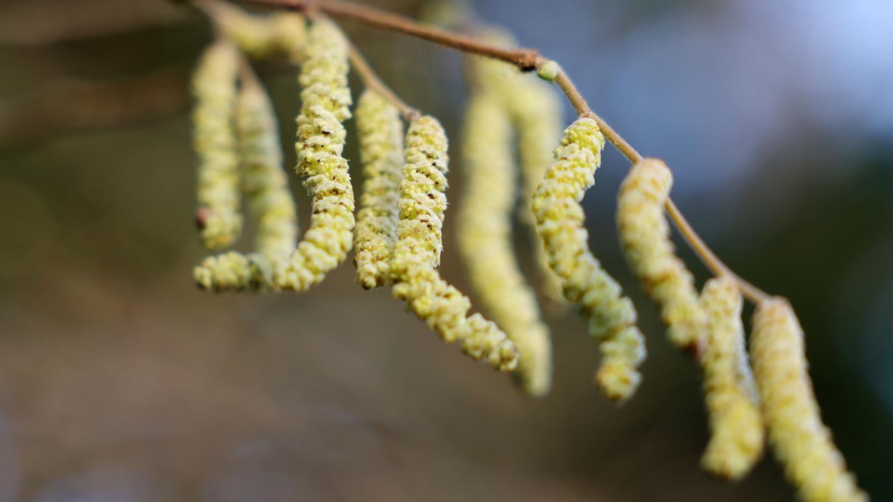 Milde Temperaturen: Pollensaison in Deutschland hat begonnen