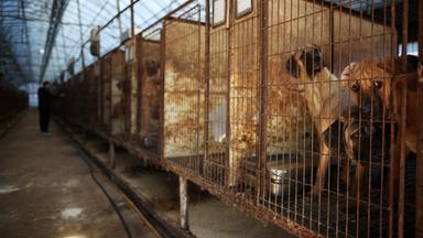 Hunde blicken aus ihren Käfigen in einer Zucht für Hundefleisch