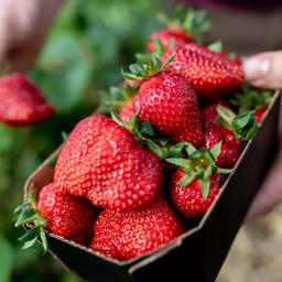 Ein Landwirt hält auf einem Feld eine Schale Erdbeeren in den Händen.