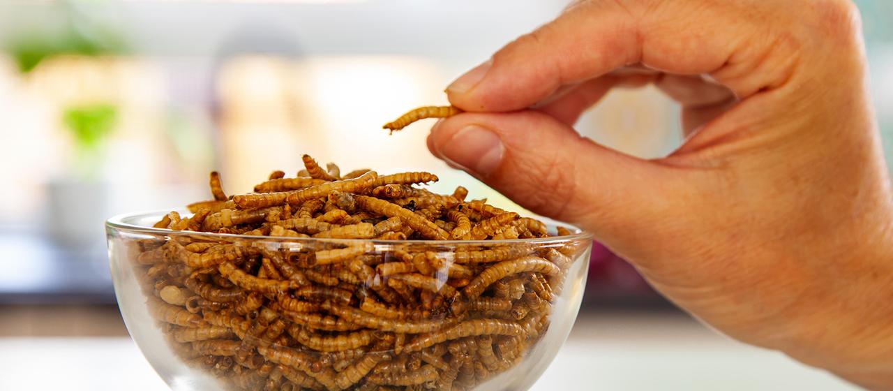 Mehlwürmer in einer Schüssel