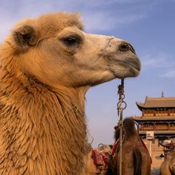 Kamele stehen in der Nähe eines Turms am Jiayu-Pass an der Chinesischen Mauer.