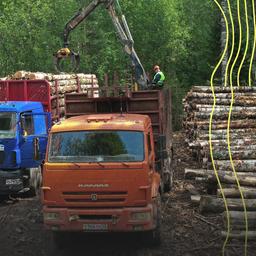 Holzeinschlag für das Sperrholzwerk Vyatsky der Segezha-Gruppe in einem Wald im Bezirk Nema (Russland).